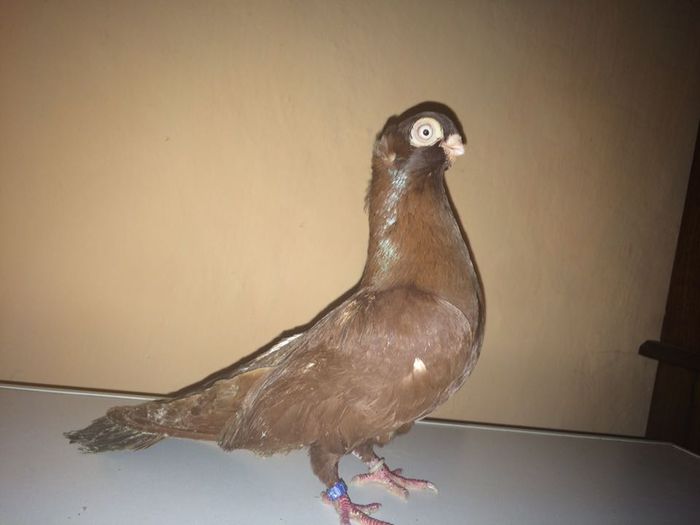 12233575_918503894900519_1911589882_n