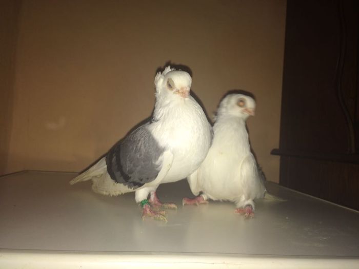 12242177_918503874900521_1932345730_n