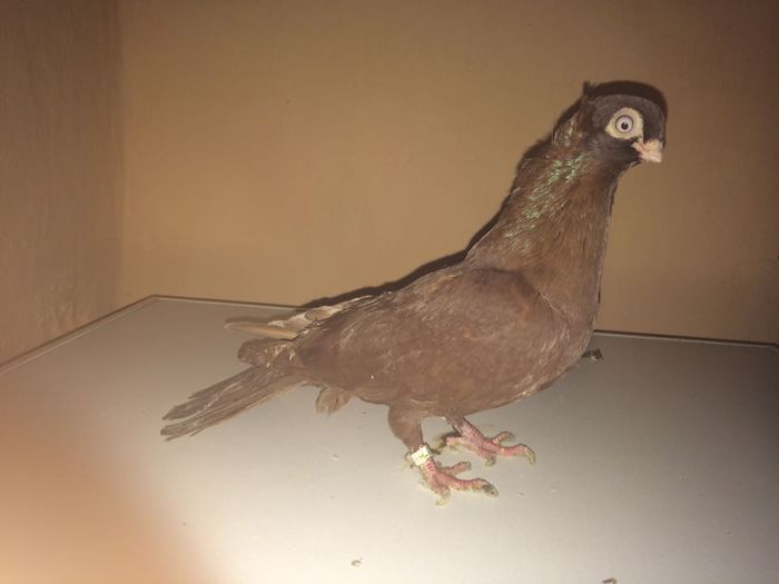 12242261_918503924900516_1749481673_n