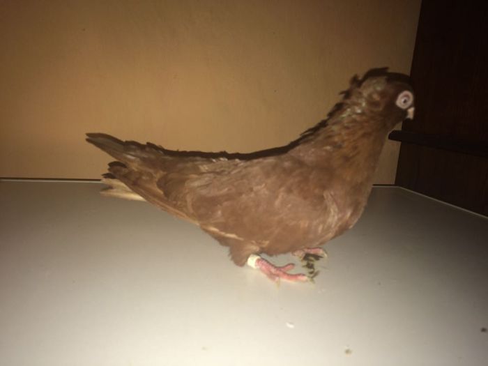 12243702_918503931567182_358192466_n