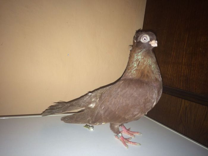 12244200_918503911567184_305084040_n