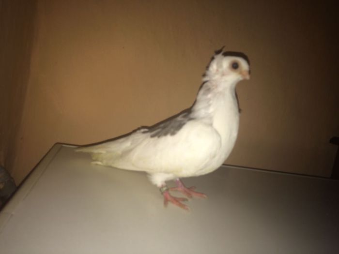 12248799_918503888233853_1893584641_n