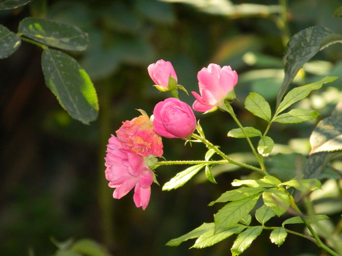 DSCN3722 - 2015_NOIEMBRIE