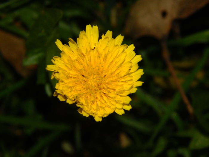 DSCN3740