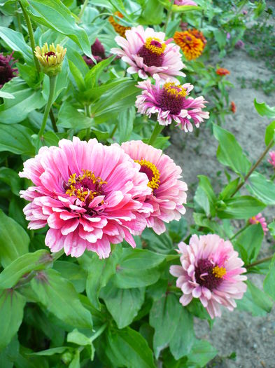 P1200292 - Carciumarese 2015