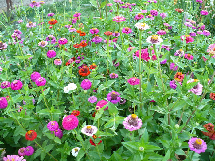 P1200295 - Carciumarese 2015