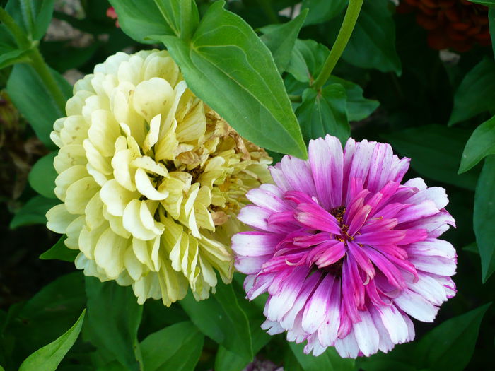 P1200296 - Carciumarese 2015