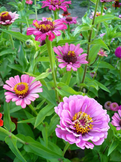 P1200298 - Carciumarese 2015