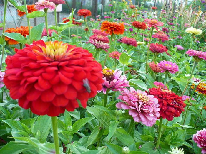 P1200301 - Carciumarese 2015