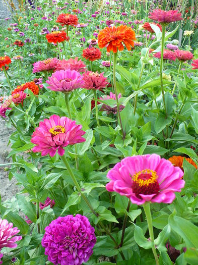 P1200303 - Carciumarese 2015