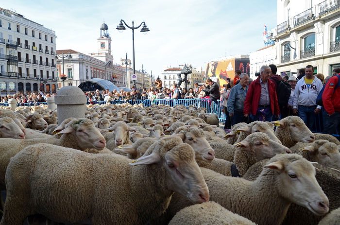 Oameni care fac poze la oi