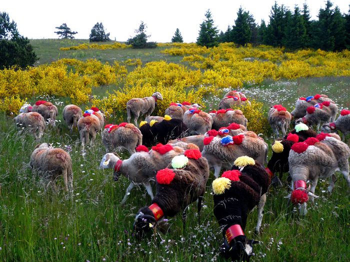 Oitele spaniole la pascut-98