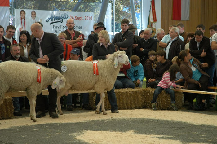 Targ de oi Bergschaf - RASE DE OI SI CAPRE-POZE DEOSEBITE 9