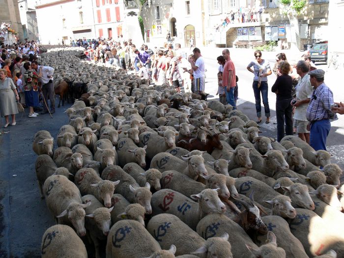 Trece turma treceeeee - RASE DE OI SI CAPRE-POZE DEOSEBITE 9