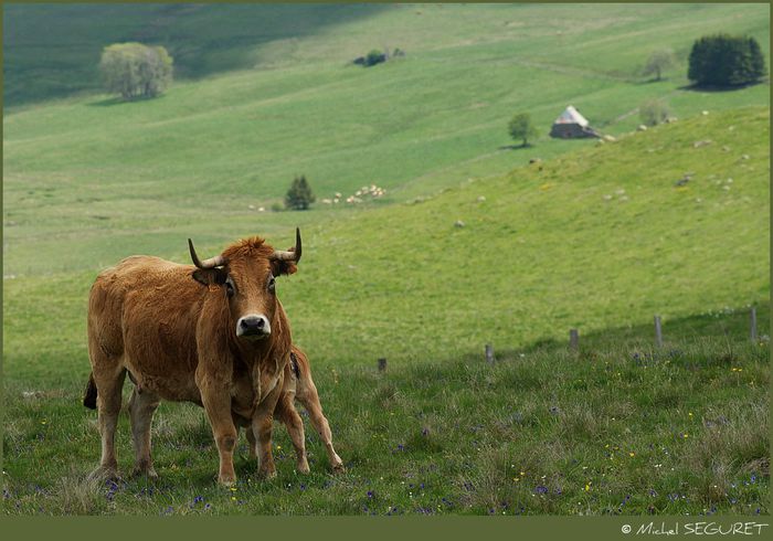 Aubrac cu vitelul