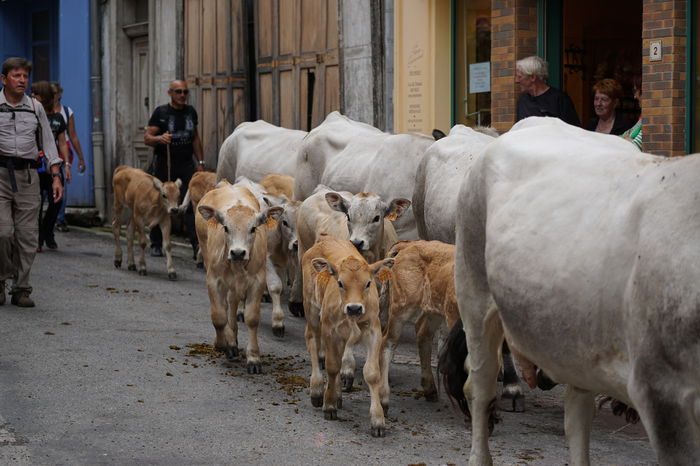Plecam in munte cu vacile