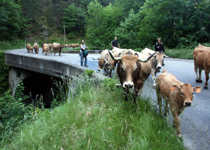 Tot pe drum cu vacile-768