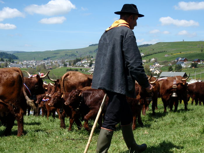 Vacile pe pasune-b78