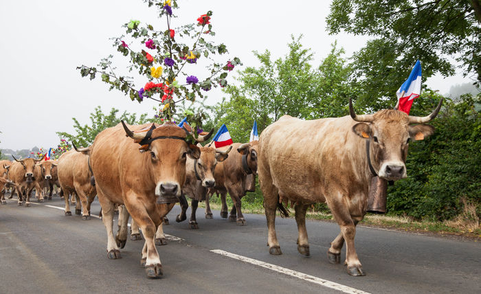 Vacutele Aubrac impodobite-9r