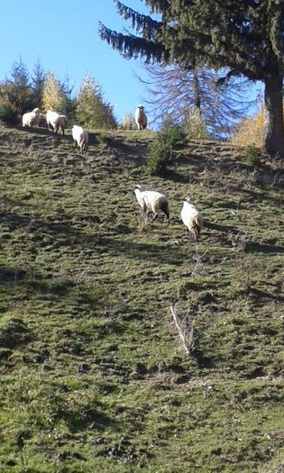 20151030_125608 - Cazare pensiune Ferma agroturistica Brasov Rasnov Bran Moeciu Busteni Predeal