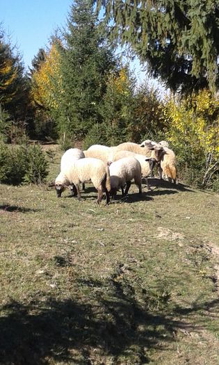 20151030_125852 - Cazare pensiune Ferma agroturistica Brasov Rasnov Bran Moeciu Busteni Predeal