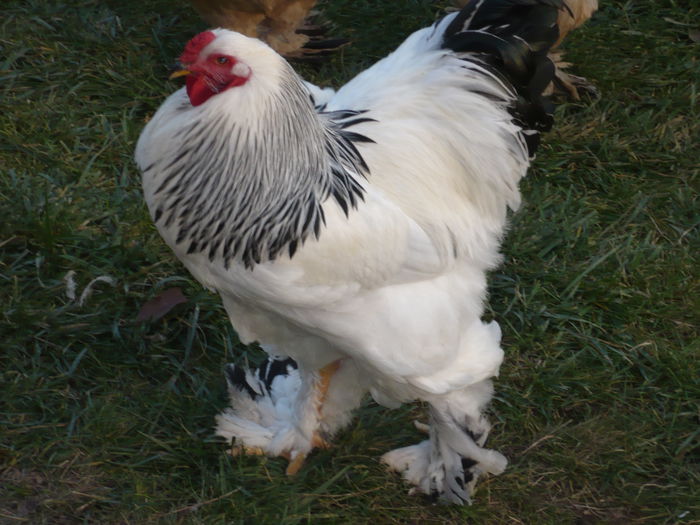 flaviuvaida