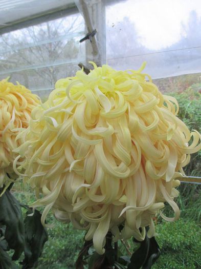 Cream Jessie Habgood - Crizanteme uriase