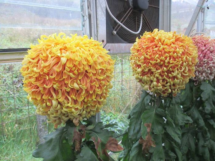 Golden Gigantic - Crizanteme uriase