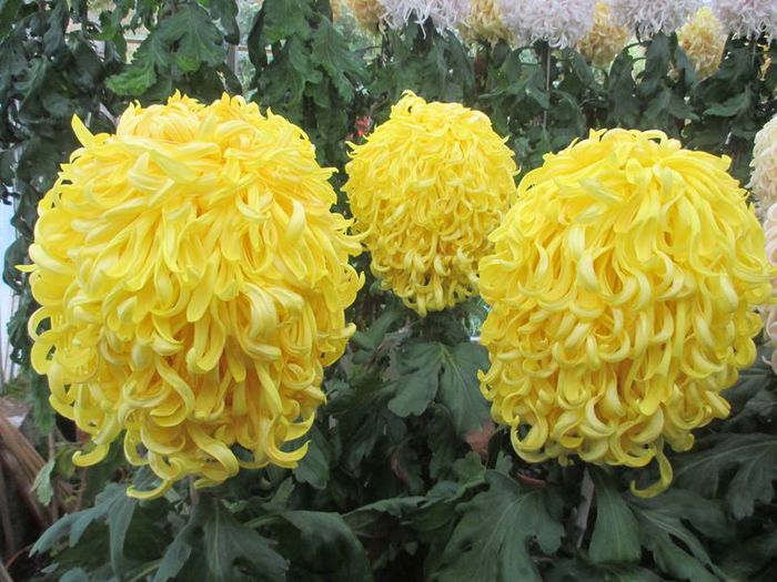Lancashire Lad - Crizanteme uriase
