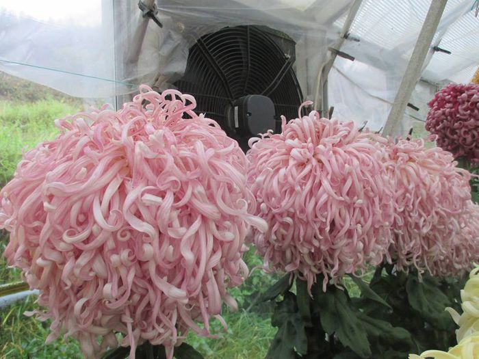 Pink Duke of Kent - Crizanteme uriase