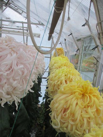 Primrose Jessie Habgood