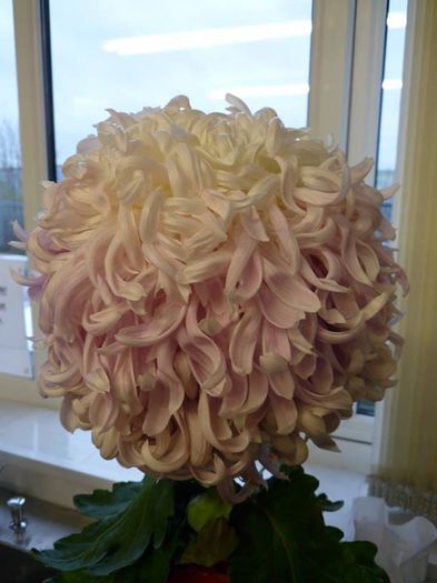 Rita Rover, grown by John Nevill