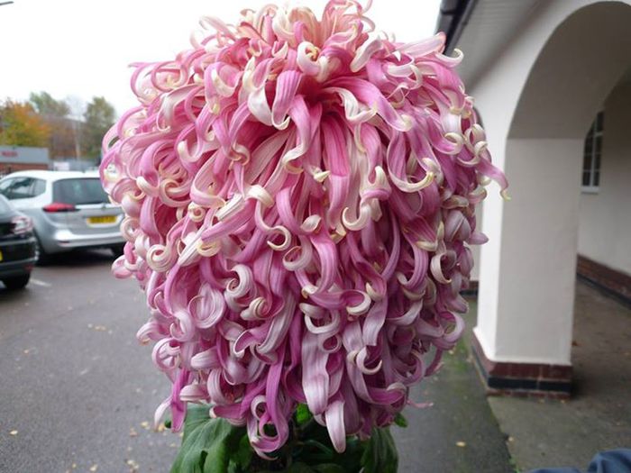 William Sydney grown by Mick Potts