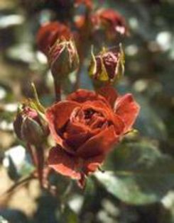 trandafir brown velvet 