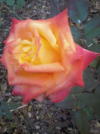 IMG_20151113_093518; Rumba parc
