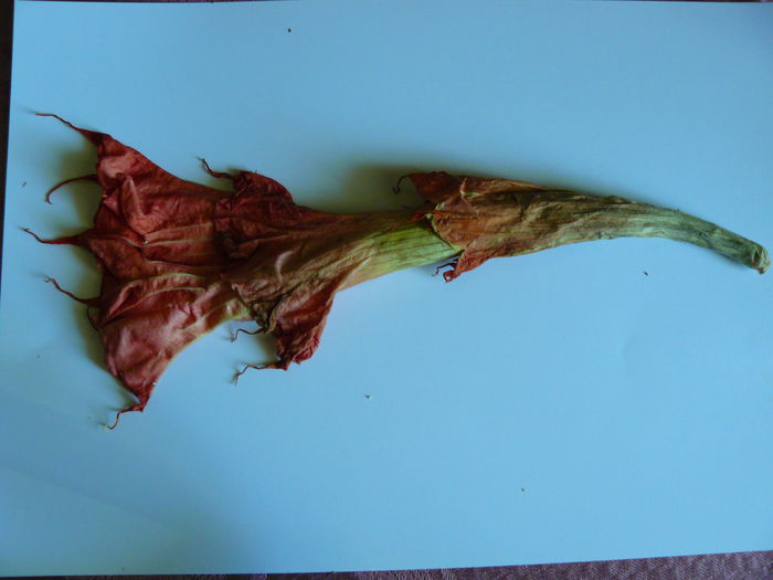 P1040787 - Brugmansia din seminte