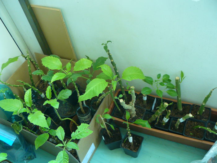 P1040788 - Brugmansia din seminte