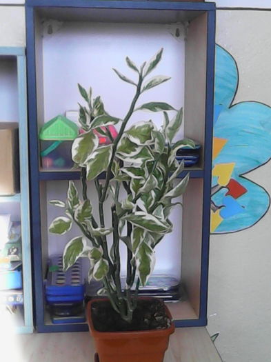 dată; Nu stiu cum se numeste, dar e f. frumoasa foc
