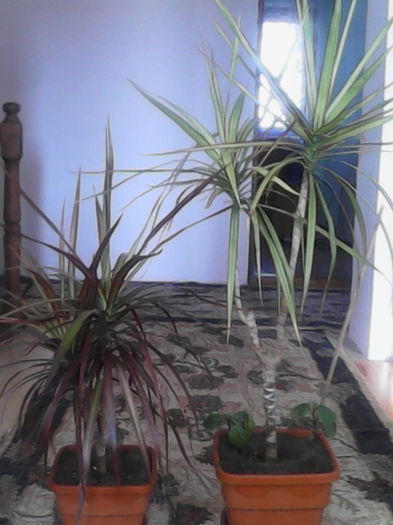 surorile dracaena -date; Cele doua surori Dracaena
