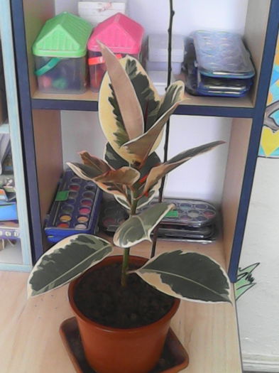 ficus elastica tricolor-dat; Ficus elastica tricolor-dat
