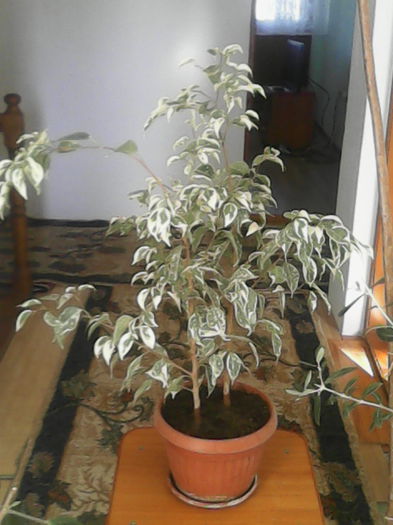 ficus plangator-dat; Ficus benjamina starlight- plangator
