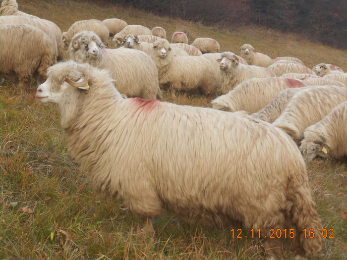 Picture 1208 - Turcana-Alba 2015