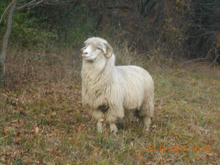 Picture 1211 - Turcana-Alba 2015