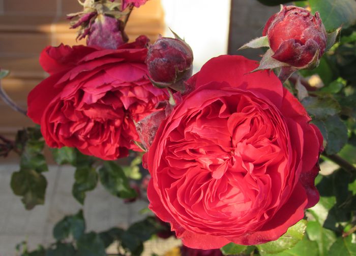 Red Leonardo da Vinci