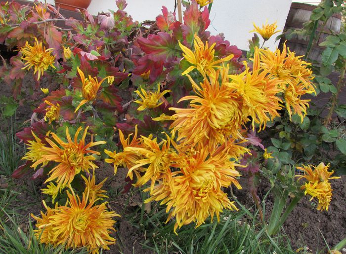 12 noiembrie - 2015 plantele mele - III