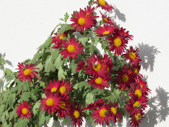 12 noiembrie - 2015 plantele mele - III