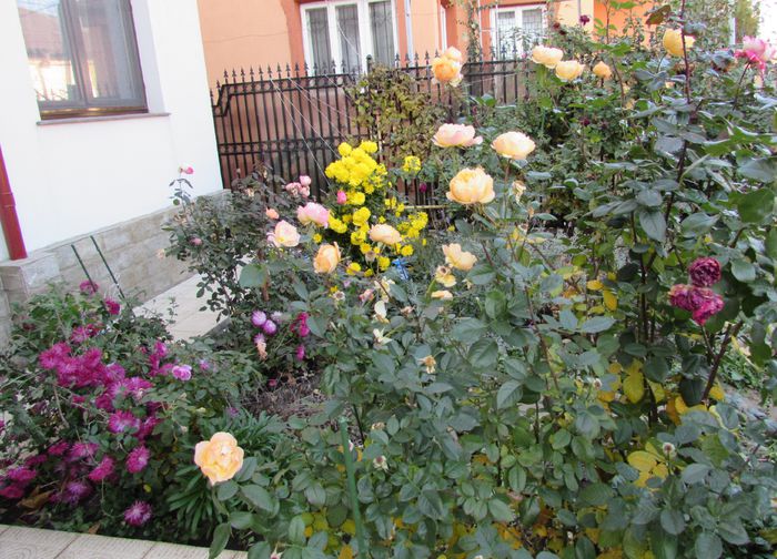 13 noiembrie - 2015 plantele mele - III