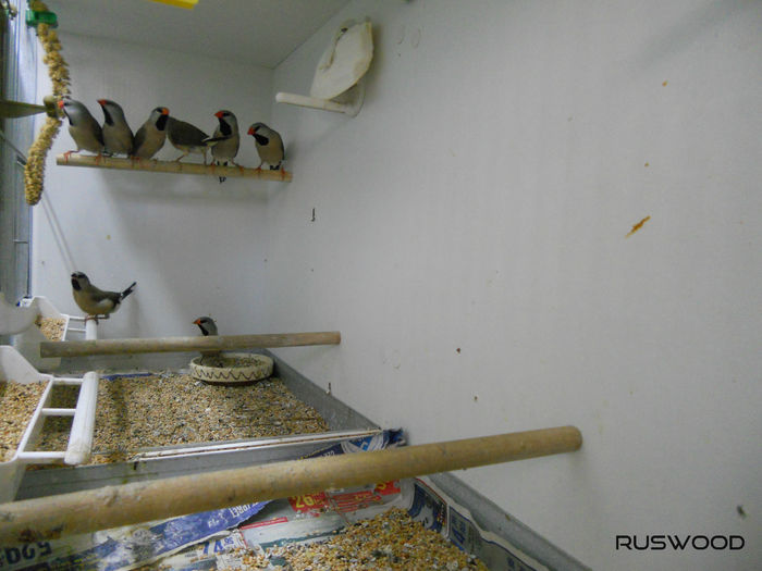 PUI SPIT AMANDINA 2015