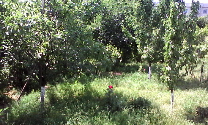 IMG_20150527_113012 - 02 Gradina