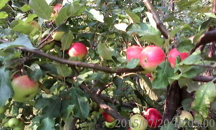 IMG_20150720_100900 - 02 Gradina